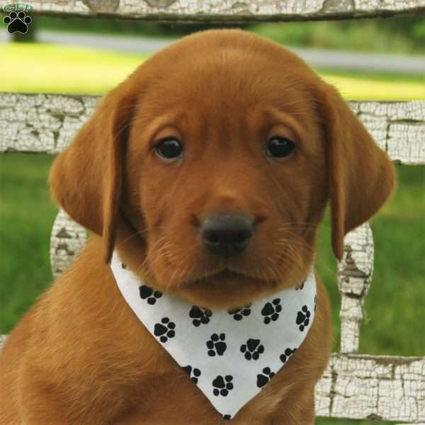 Chipotle, Fox Red Labrador Retriever Puppy
